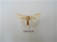 藏品(菊池污燈蛾)的圖片